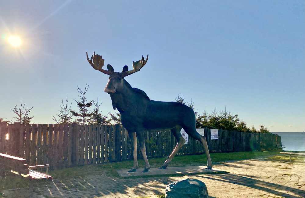 Cow Bay Moose